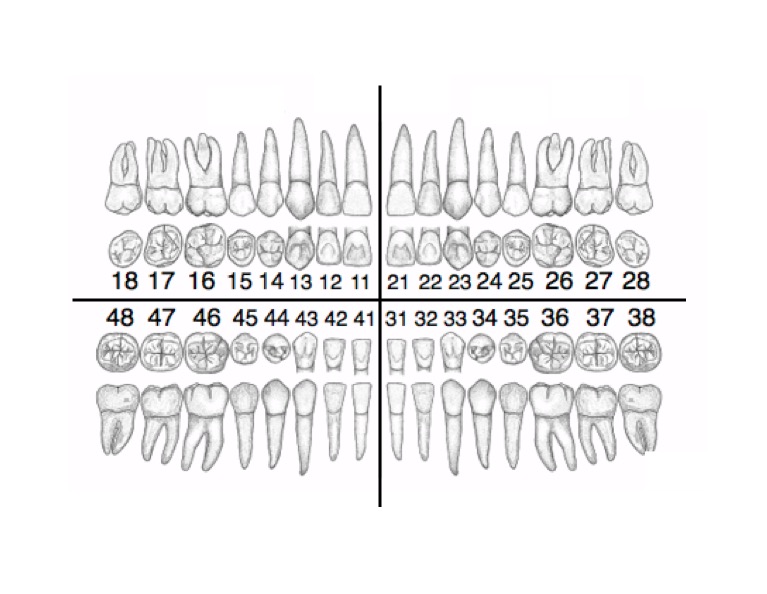 Visualiser l’ensemble de la dentition avec un odontogramme