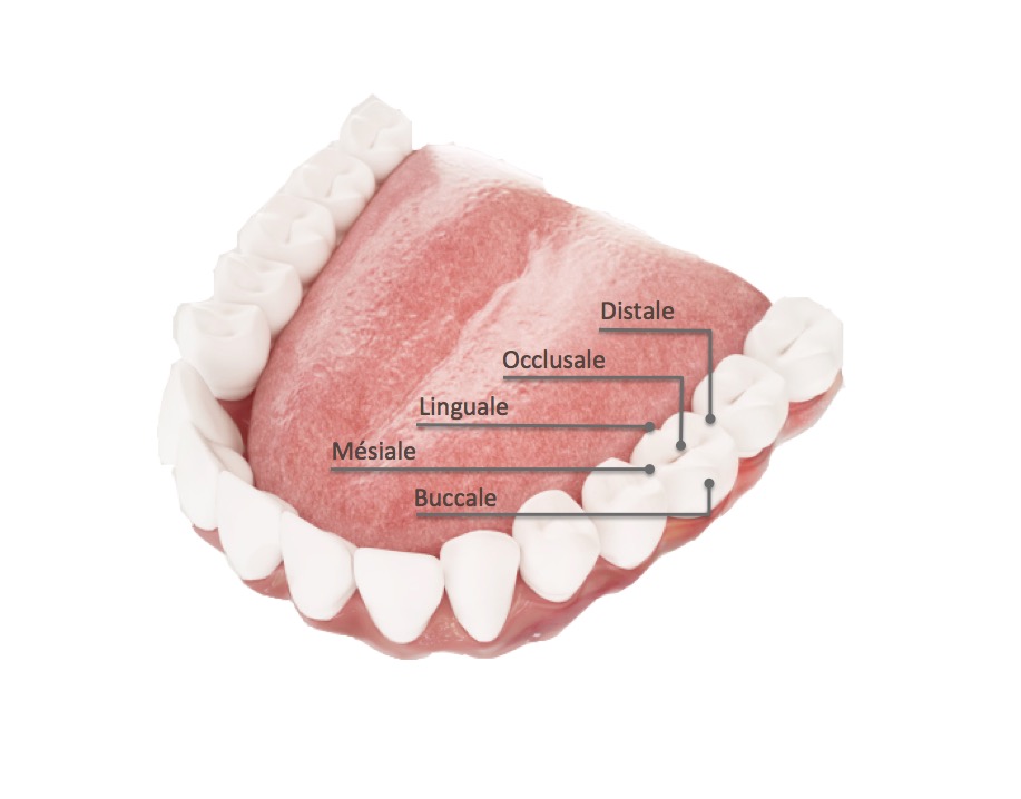 Identification des surfaces de vos dents
