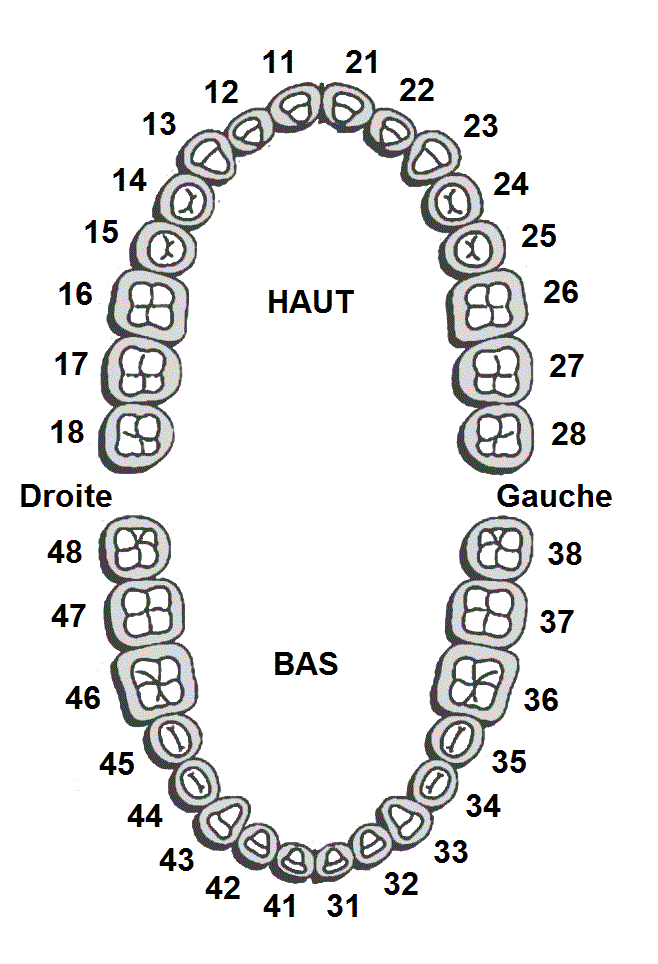 Num rotation Des Dents Et Quadrants Dentiste St Lambert Concept Num rotation Des Dents Et Quadrants Dentiste St Lambert Concept