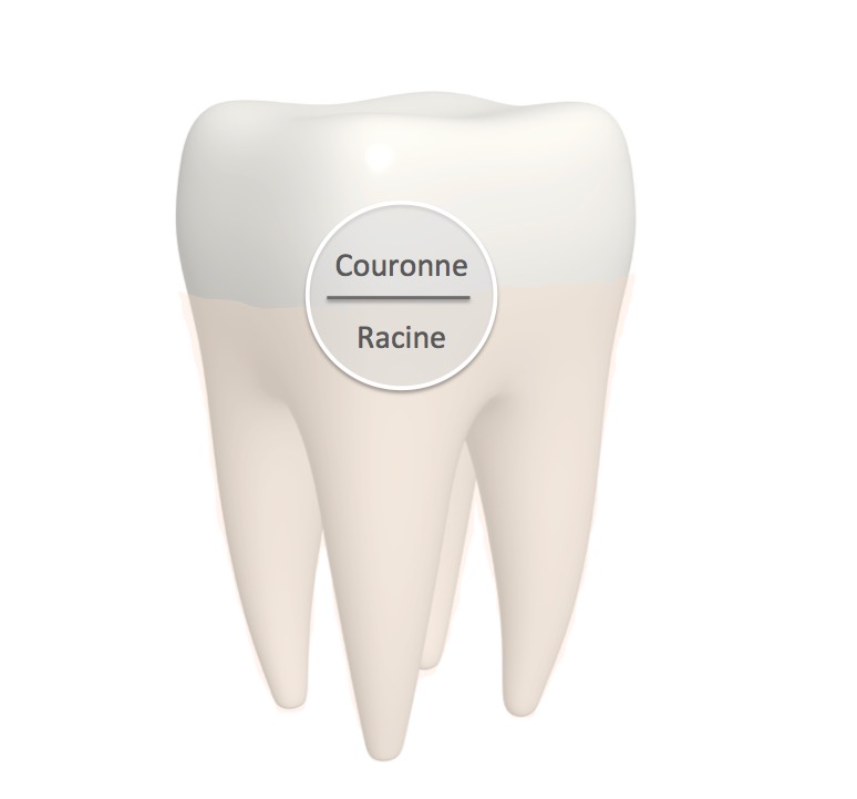 Anatomy of the tooth