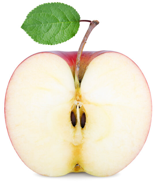 The structure of a tooth is similar to that of an apple