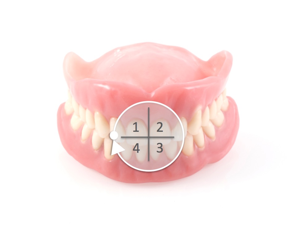 teeth numbers quadrants