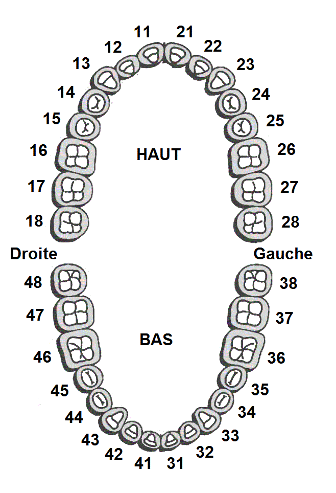 Numérotation des dents et quadrants