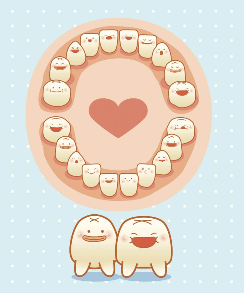 La dentition primaire, semblable à la dentition permanente